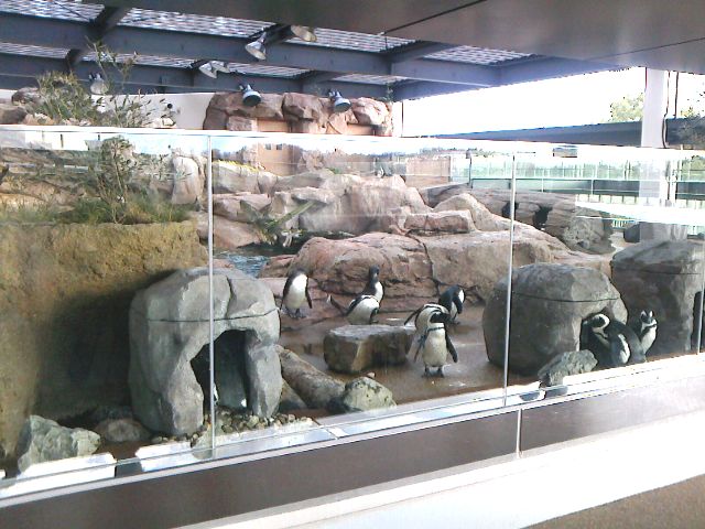 京都水族館　ペンギン